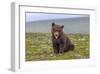 Naughty but Nice (Brown Bear Cub)-Art Wolfe-Framed Giclee Print