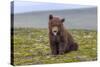 Naughty but Nice (Brown Bear Cub)-Art Wolfe-Stretched Canvas