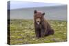 Naughty but Nice (Brown Bear Cub)-Art Wolfe-Stretched Canvas