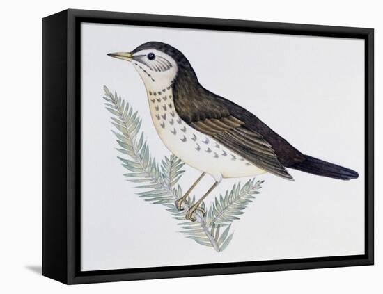 Naumann's Thrush (Turdus Naumanni), Turdidae-null-Framed Stretched Canvas