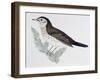 Naumann's Thrush (Turdus Naumanni), Turdidae-null-Framed Giclee Print