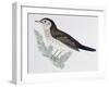 Naumann's Thrush (Turdus Naumanni), Turdidae-null-Framed Giclee Print