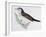 Naumann's Thrush (Turdus Naumanni), Turdidae-null-Framed Giclee Print