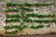 Horizontal Espalier Fruit Tree Trained on Stone Wall-naumoid-Photographic Print