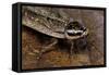 Nauphoeta Cinerea (Speckled Cockroach, Cinereous Cockroach, Lobster Cockroach)-Paul Starosta-Framed Stretched Canvas