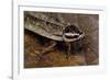 Nauphoeta Cinerea (Speckled Cockroach, Cinereous Cockroach, Lobster Cockroach)-Paul Starosta-Framed Photographic Print