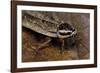 Nauphoeta Cinerea (Speckled Cockroach, Cinereous Cockroach, Lobster Cockroach)-Paul Starosta-Framed Photographic Print