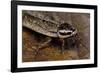 Nauphoeta Cinerea (Speckled Cockroach, Cinereous Cockroach, Lobster Cockroach)-Paul Starosta-Framed Photographic Print