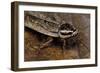 Nauphoeta Cinerea (Speckled Cockroach, Cinereous Cockroach, Lobster Cockroach)-Paul Starosta-Framed Photographic Print