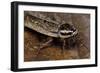 Nauphoeta Cinerea (Speckled Cockroach, Cinereous Cockroach, Lobster Cockroach)-Paul Starosta-Framed Photographic Print