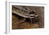 Nauphoeta Cinerea (Speckled Cockroach, Cinereous Cockroach, Lobster Cockroach)-Paul Starosta-Framed Photographic Print