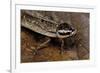 Nauphoeta Cinerea (Speckled Cockroach, Cinereous Cockroach, Lobster Cockroach)-Paul Starosta-Framed Photographic Print