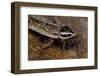 Nauphoeta Cinerea (Speckled Cockroach, Cinereous Cockroach, Lobster Cockroach)-Paul Starosta-Framed Photographic Print