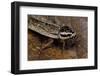 Nauphoeta Cinerea (Speckled Cockroach, Cinereous Cockroach, Lobster Cockroach)-Paul Starosta-Framed Photographic Print