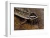 Nauphoeta Cinerea (Speckled Cockroach, Cinereous Cockroach, Lobster Cockroach)-Paul Starosta-Framed Photographic Print