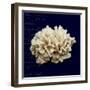 Nautical Blue Coral-Julie Greenwood-Framed Premium Giclee Print