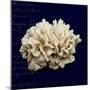 Nautical Blue Coral-Julie Greenwood-Mounted Premium Giclee Print