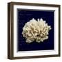 Nautical Blue Coral-Julie Greenwood-Framed Art Print