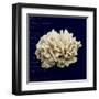 Nautical Blue Coral-Julie Greenwood-Framed Art Print