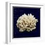 Nautical Blue Coral-Julie Greenwood-Framed Art Print