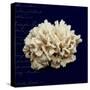 Nautical Blue Coral-Julie Greenwood-Stretched Canvas