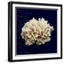 Nautical Blue Coral-Julie Greenwood-Framed Art Print