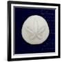 Nautical Blue Sand Dollar-Julie Greenwood-Framed Premium Giclee Print