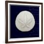 Nautical Blue Sand Dollar-Julie Greenwood-Framed Art Print