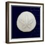 Nautical Blue Sand Dollar-Julie Greenwood-Framed Art Print