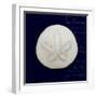 Nautical Blue Sand Dollar-Julie Greenwood-Framed Premium Giclee Print