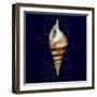 Nautical Blue Shell-Julie Greenwood-Framed Premium Giclee Print