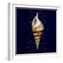 Nautical Blue Shell-Julie Greenwood-Framed Premium Giclee Print