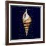 Nautical Blue Shell-Julie Greenwood-Framed Art Print