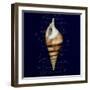 Nautical Blue Shell-Julie Greenwood-Framed Art Print