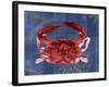 Nautical Crab 1-Albert Koetsier-Framed Art Print