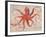 Nautical Octopus - Horizontal-Angela Staehling-Framed Premium Giclee Print