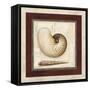 Nautile Shell-Lisa Audit-Framed Stretched Canvas