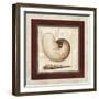 Nautile Shell-Lisa Audit-Framed Giclee Print