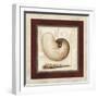 Nautile Shell-Lisa Audit-Framed Giclee Print