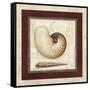 Nautile Shell-Lisa Audit-Framed Stretched Canvas