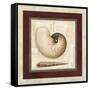 Nautile Shell-Lisa Audit-Framed Stretched Canvas