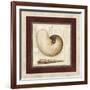 Nautile Shell-Lisa Audit-Framed Giclee Print