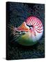 Nautilo (Nautilus Pompilius)-Andrea Ferrari-Stretched Canvas