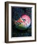 Nautilo (Nautilus Pompilius)-Andrea Ferrari-Framed Premium Photographic Print