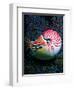 Nautilo (Nautilus Pompilius)-Andrea Ferrari-Framed Premium Photographic Print