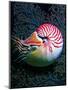 Nautilo (Nautilus Pompilius)-Andrea Ferrari-Mounted Premium Photographic Print