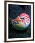 Nautilo (Nautilus Pompilius)-Andrea Ferrari-Framed Photographic Print