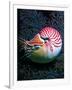 Nautilo (Nautilus Pompilius)-Andrea Ferrari-Framed Photographic Print