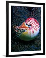 Nautilo (Nautilus Pompilius)-Andrea Ferrari-Framed Photographic Print