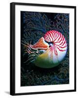 Nautilo (Nautilus Pompilius)-Andrea Ferrari-Framed Photographic Print